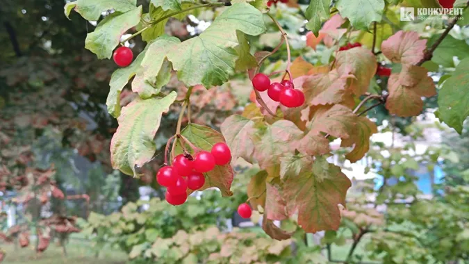 Сайлент Хілл по-луцьки: місто в тумані (фото)