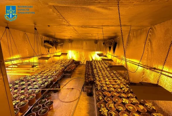 Двоє лучан торгували канабісом з «оранжереї» у Горішніх Плавнях (фото)