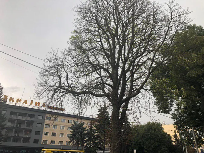 Літо закінчується: у Луцьку зацвіли каштани (фотофакт)
