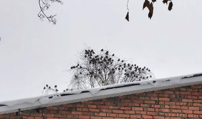 У нацпарку на Волині зафіксували рекордну кількість омелюхів