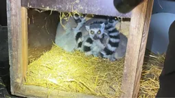 На Закарпатті прикордонники знайшли у бусі «короля Джуліана» (фото)