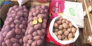 Робота в мінус: скільки коштує картопля на ринку в Луцьку (відео)