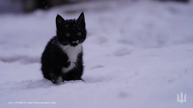 🐈Пухнасті муркотики з волинської бригади попозували для мімішних фото