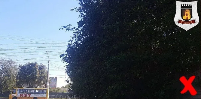У Луцьку на Поштовій гілля «сховало» світлофор (фото)