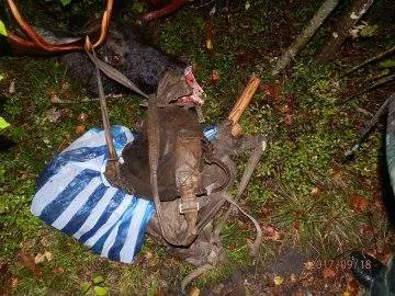 На Волині в заповіднику застрелили двох лосів (фото)