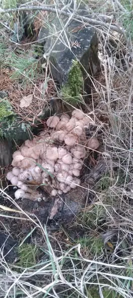 У лісі біля Луцька рясно ростуть опеньки: де зібрали повні відра (фото)
