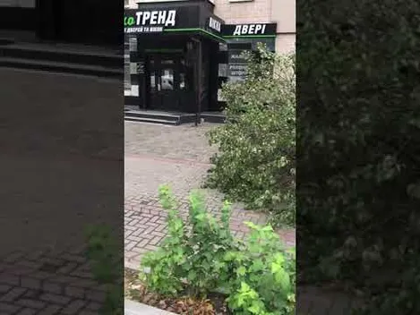 У Луцьку на Волі буревій повалив величезне дерево (відео)