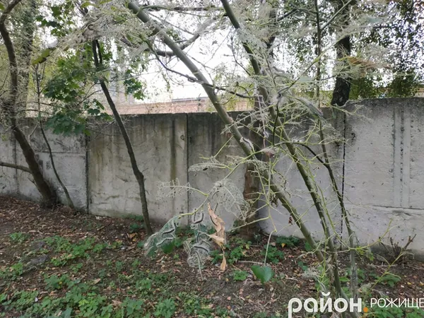 У Рожищі – нашестя гусені  (фото)