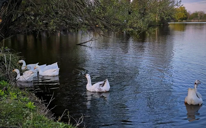 Показали залиті сонцем краєвиди притоки Стиру, яку окупували пернаті красені