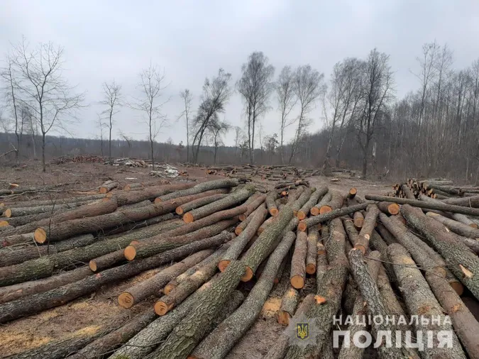 Сам собі виписував лісорубні дозволи: підприємцю з Волині повідомили про підозру