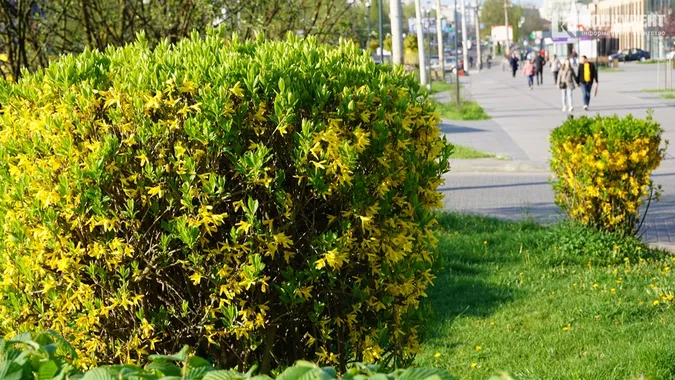 Сонце, квіти і коти: Луцьк заполонила справжня весна (фото)