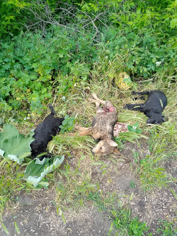 Закатовані цуценята з розірваними животами: лучани б'ють на сполох через звірства живодера на ЛПЗ (фото 18+)