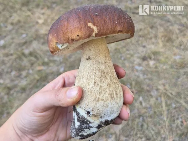 Білий гриб