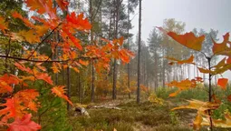 Туман, листочки і гриби: показали красу волинського лісу (фото)