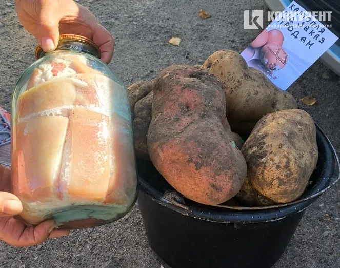 Бульба – як трилітрова банка: у Луцьку вирощують гігантську картоплю (фото)