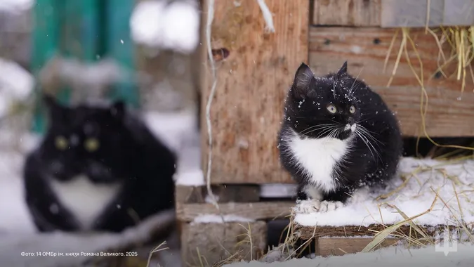 🐈Пухнасті муркотики з волинської бригади попозували для мімішних фото