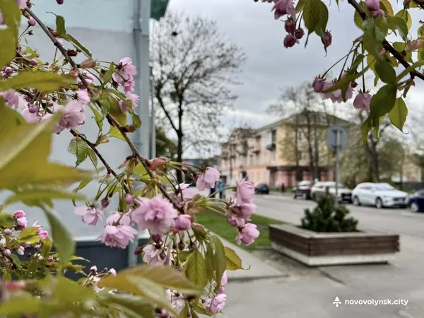 Час для фотосесій: у Нововолинську масово зацвіли японські вишні та мигдаль (фото)