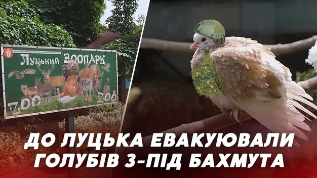 У Луцькому зоопарку поселили голубів, яких евакуювали з-під Бахмута (відео)