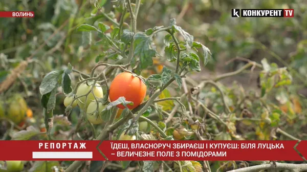 Головне у Луцьку: ТОП новин за вівторок, 12 вересня