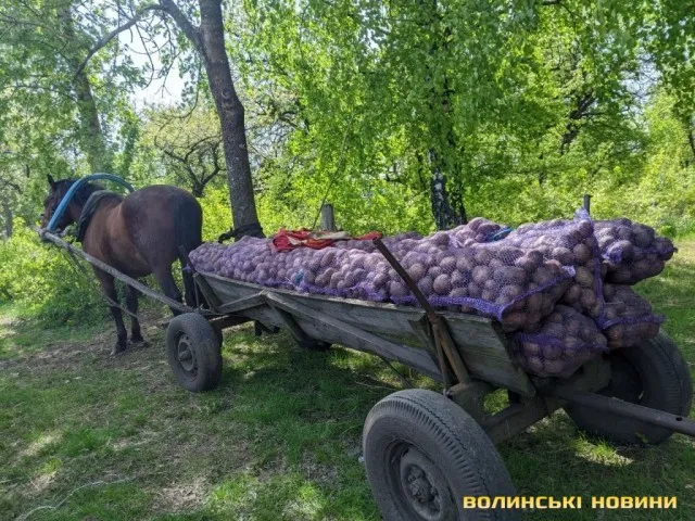 У селах на Волині практично за безцінь здають картоплю (фото)