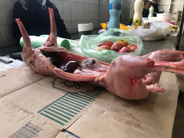 Домашній кролик