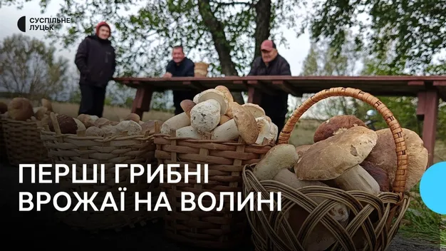 Сезон почався на місяць пізніше: на Шаччині збирають перші грибні врожаї (фото, відео)