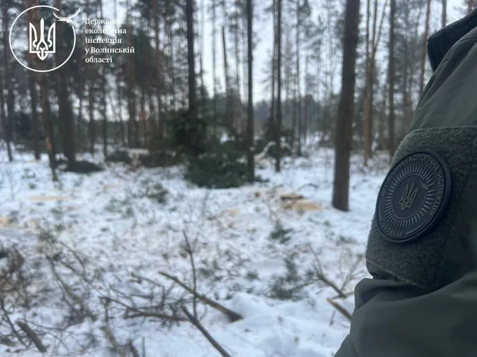 На Волині «чорні лісоруби» зрубали майже сотню дерев (фото)