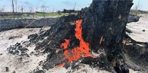 Вогонь на дереві: на Поліссі знайшли незвичайний гриб, який оживає після полум'я (фото)