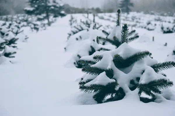 З чого розростається волинський ліс (фото)