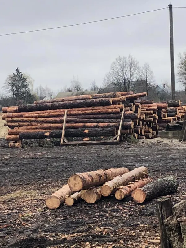 У Камінь-Каширському районі на пилорамі знайшли сосну без документів (фото)