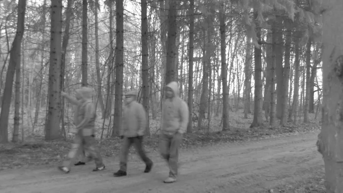 У лісі на Волині фотопастка спіймала крадіїв дубів (фото)