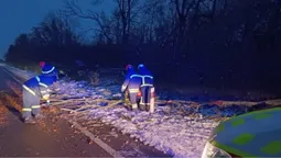 На Волині сильний вітер повалив на дорогу дерева (фото)