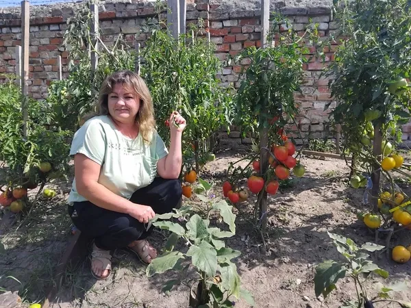 Понад 400 сортів та гіганти по 700 грамів: як волинянка перетворила свій город на томатне королівство (фото)
