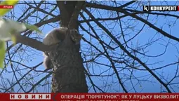 Чи реально в Луцьку врятувати кота, який застряг на дереві (відео)