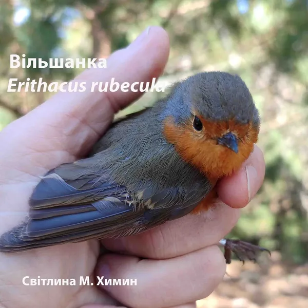 🕊 Зяблик, вільшанка і компанія: хто з птахів вже встиг засвітитись в нацпарку на Волині (фото)