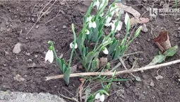 У Луцьку в січні розквітли підсніжники (фото)