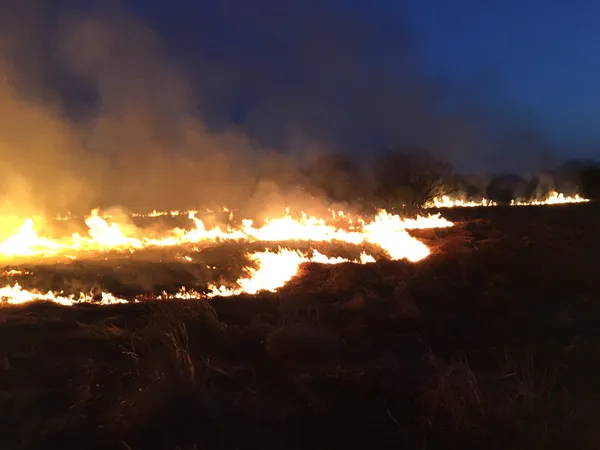 На Волині під час спалювання сухої трави врятували зайчика (фото)