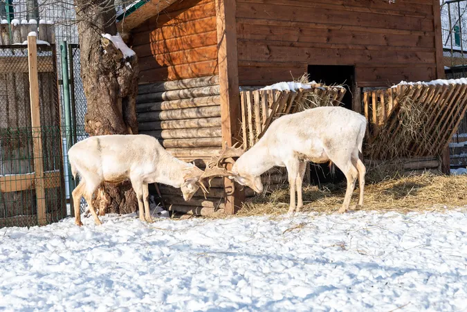 Із поцілунком – за пів ціни: у Луцькому зоопарку – акція для закоханих (фото)