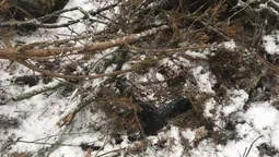 Луцькі прикордонники знайшли у лісі сховки з контрабандними цигарками (фото, відео)