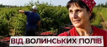 350 тонн малини на експорт: як на Волині збирають цьогорічний урожай (відео)