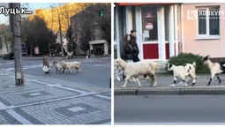 🐐 У центрі Луцька дідусь вигулював «внуків-квадроберів» (відео)