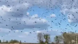 Світязь затягнуло хмарами мошки, яка прокинулася на два місяці раніше (відео)