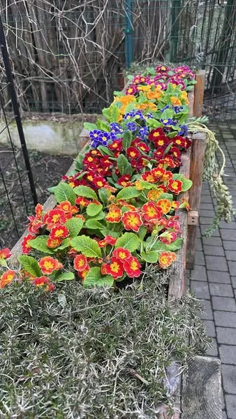 З Луцького зоопарку поцупили примули – крадій потрапив на камеру (фото)