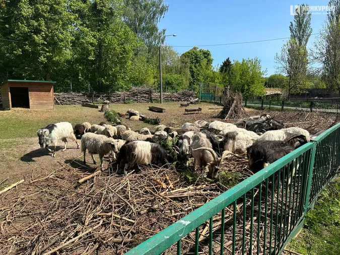 Кого можна зустріти у Луцькому зоопарку у вихідні дні (фото)