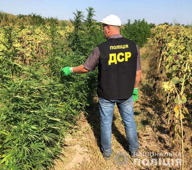 У Запорізькій області виявили посів конопель на 10 мільйонів