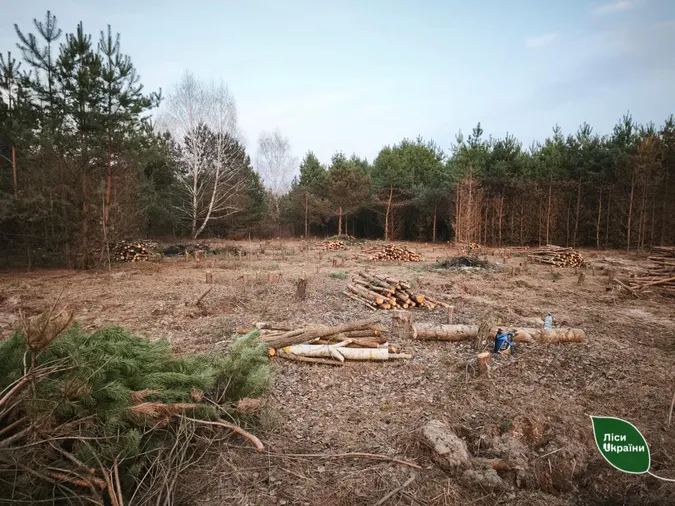 На Волині знищили молодий ліс через земельну колізію (фото)