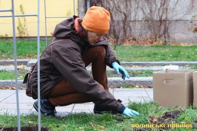 На проспекті Волі у Луцьку садили алею троянд (фото)