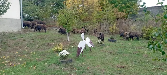 На подвір’ї волинянки серед білого дня господарювали дикі кабани із поросятами (фото)