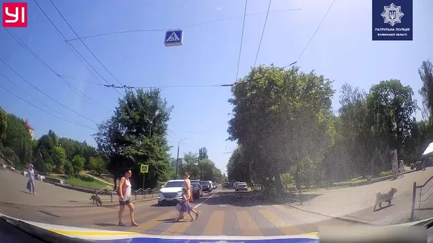 Кумедно, але відповідально: собака показав, як треба переходити дорогу в Луцьку (відео)