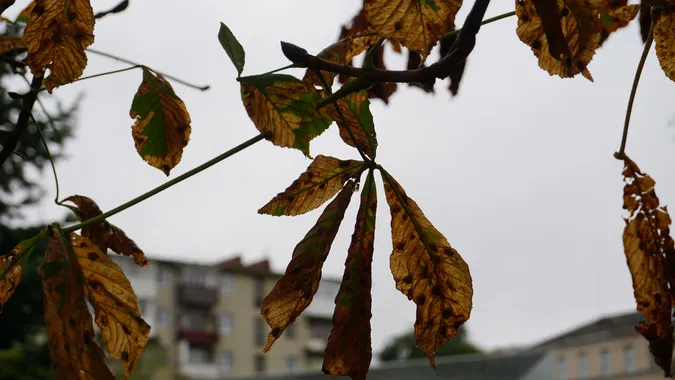 До Луцька раптово підібралась осінь: атмосферні світлини (фото)